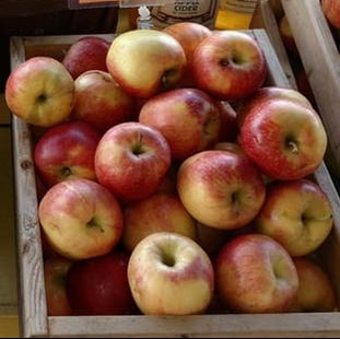 North Carolina Apples