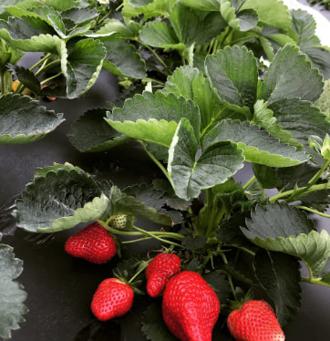 Strawberries ripe for picking at DJ's